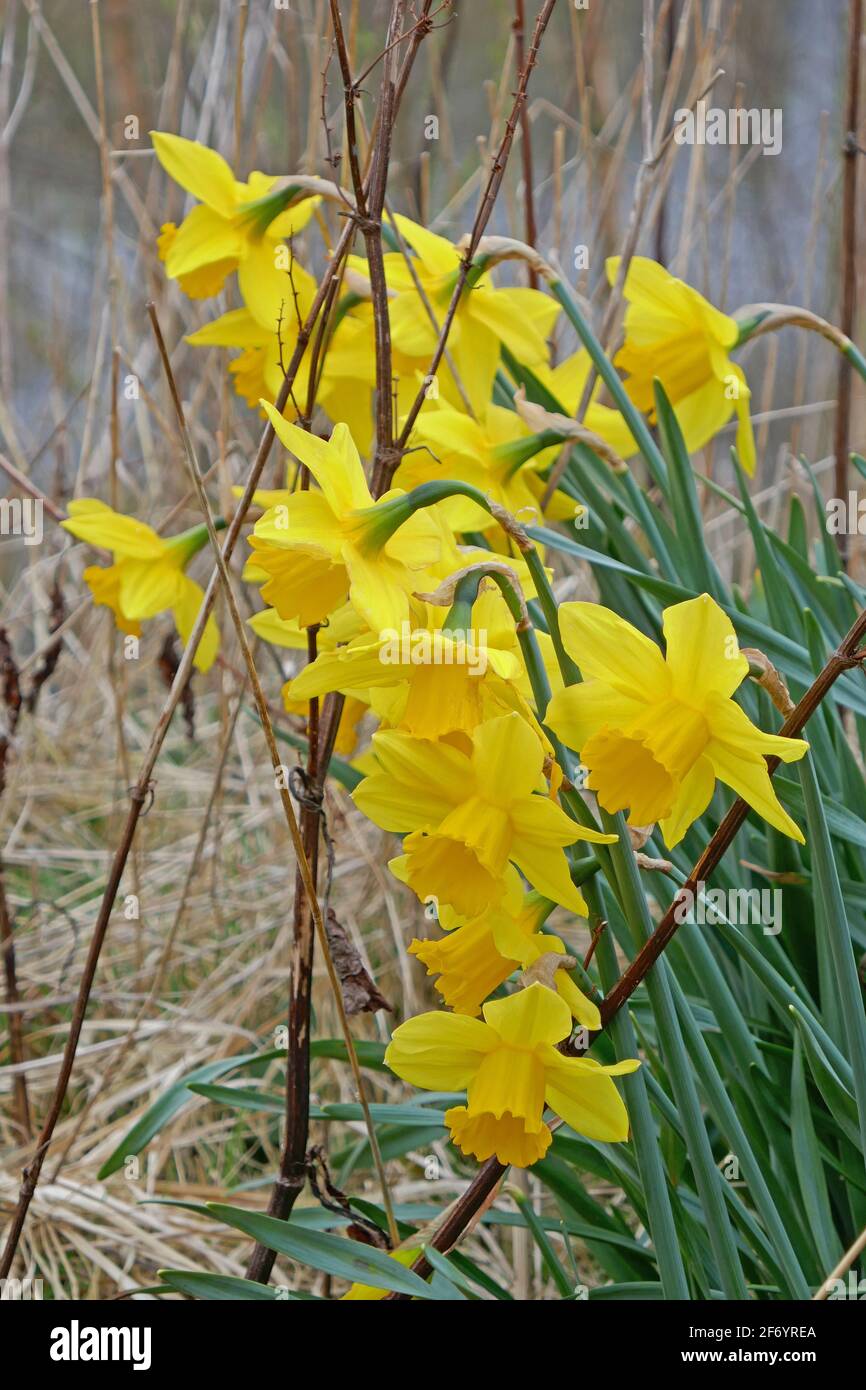 Daffodils Growing Wild in Nature Reserve, Woodland Walk Stock Photo