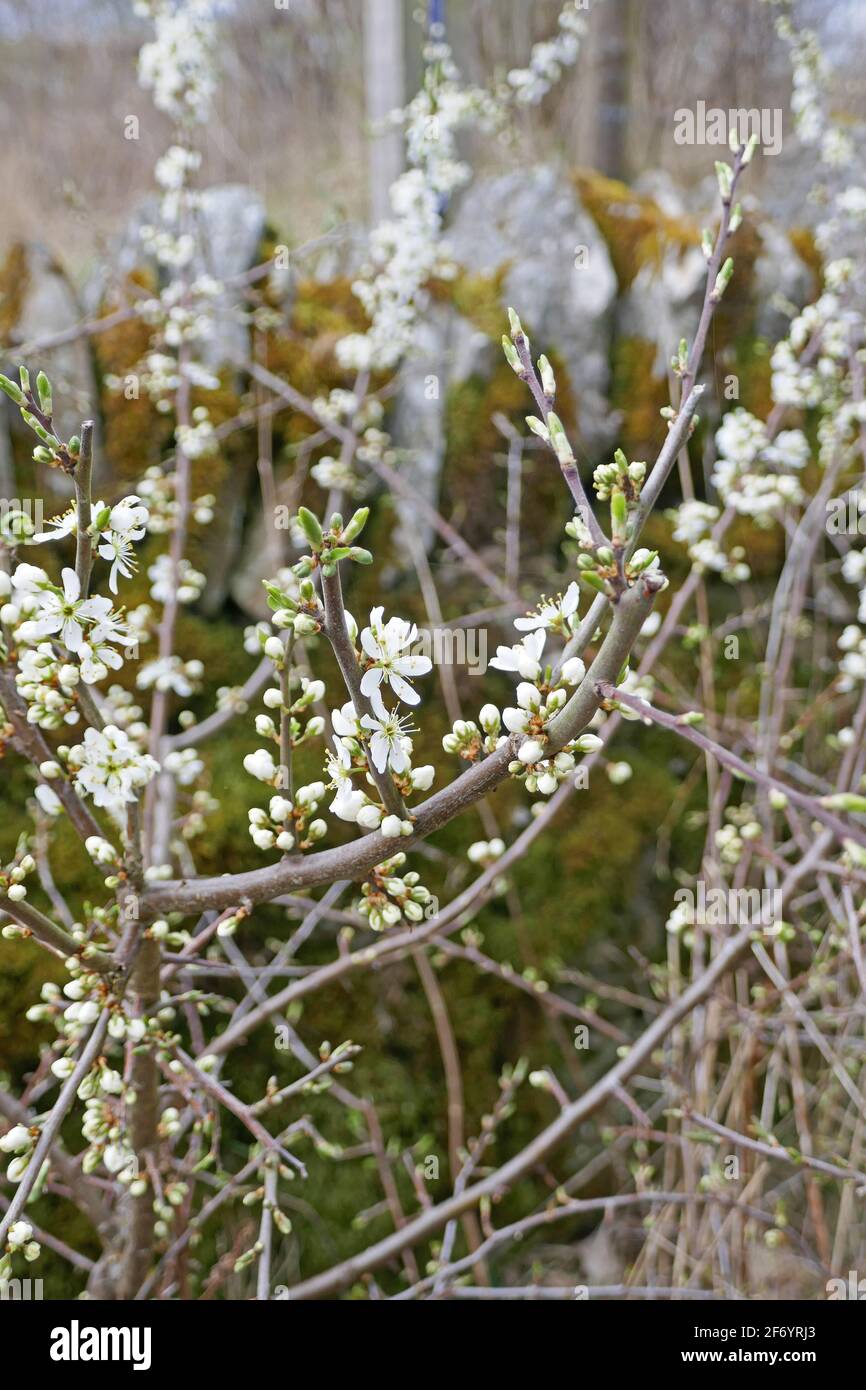 White Blossom on Wild Cherry Tree Stock Photo