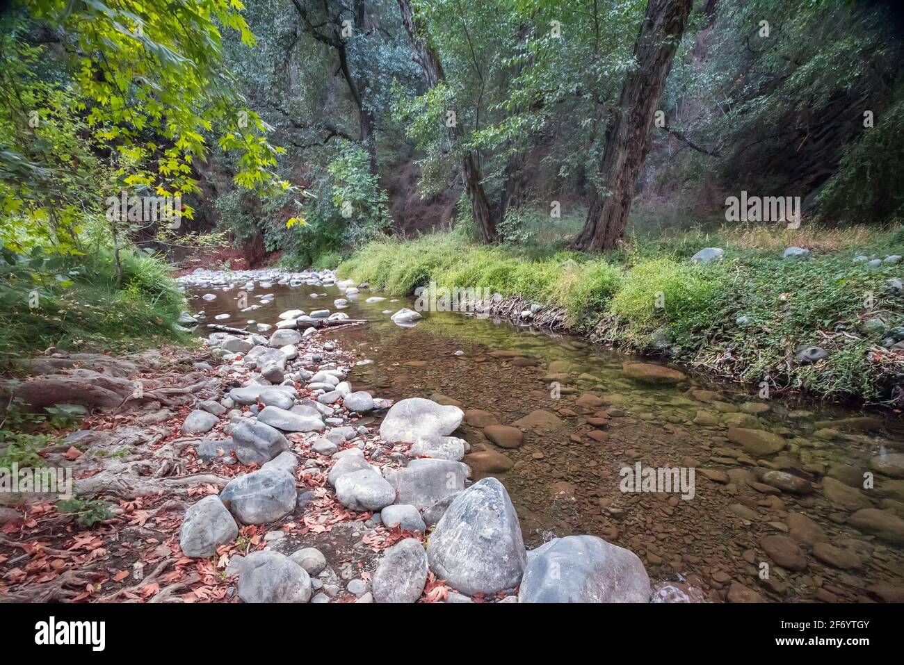 Forest creek. Small river flowing through woods in Paphos forest, Cyprus Stock Photo