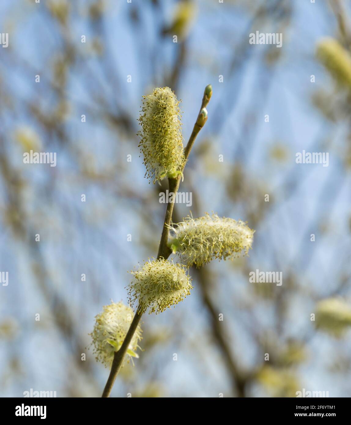 Willow sprig with catkins in spring Stock Photo