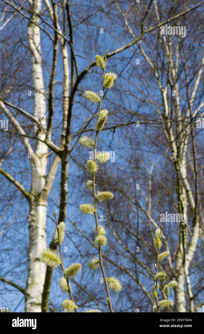 Willow branch with catkins in spring Stock Photo