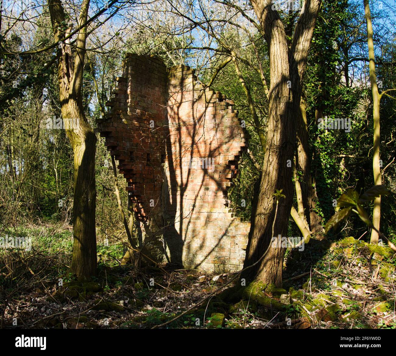 The crumbling ruins of Norris Hill Cottages in the National forest near Moira North West Leicestershire. Stock Photo
