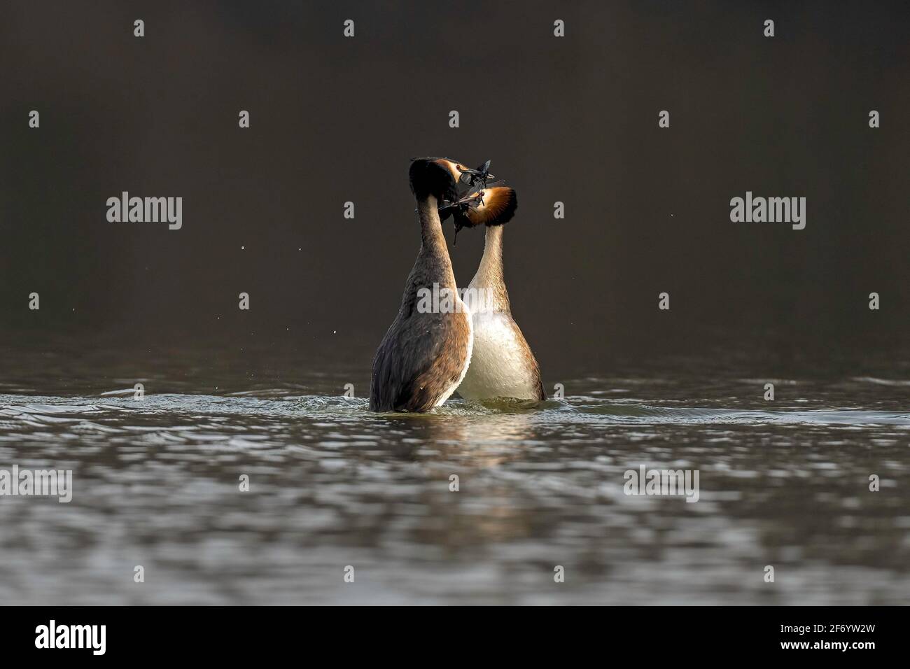Great crested grebes (Podiceps cristatus) pair performing part of the courtship ritual known as the weed dance. Stock Photo