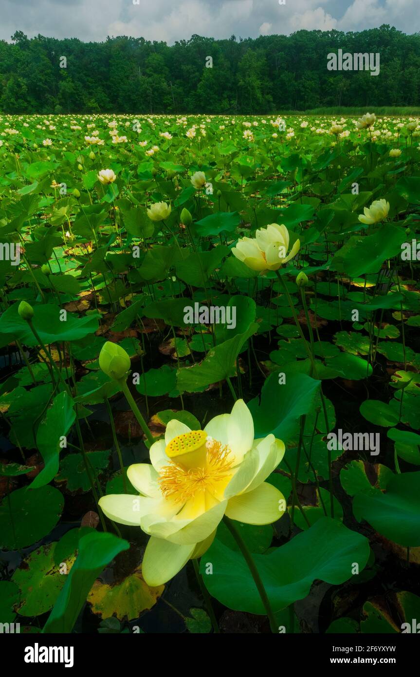 American Lotus Flower Blooms, Milford, Michigan Stock Photo