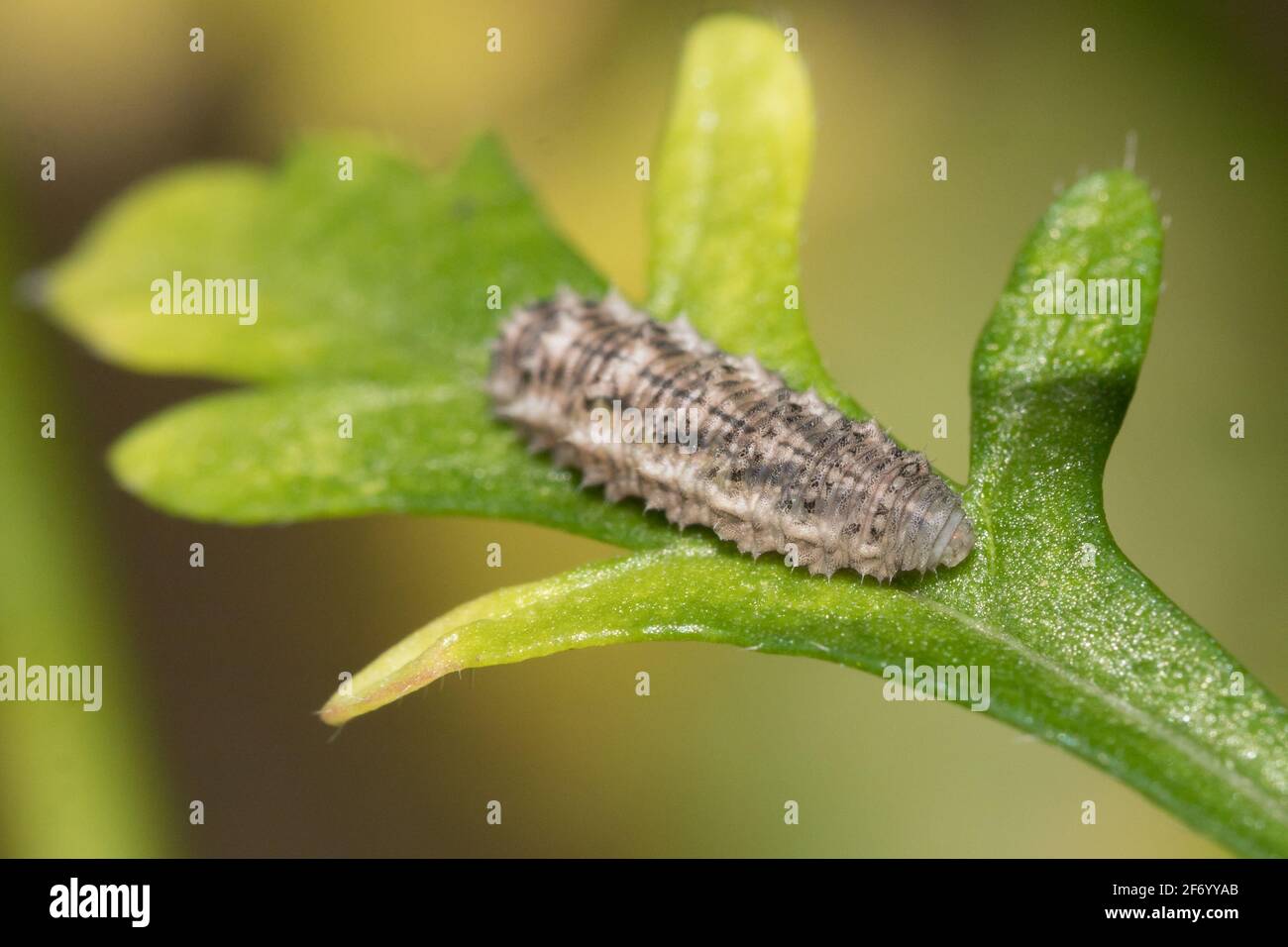 Hoverfly larva resting on garden plant. Sussex, UK. Stock Photo
