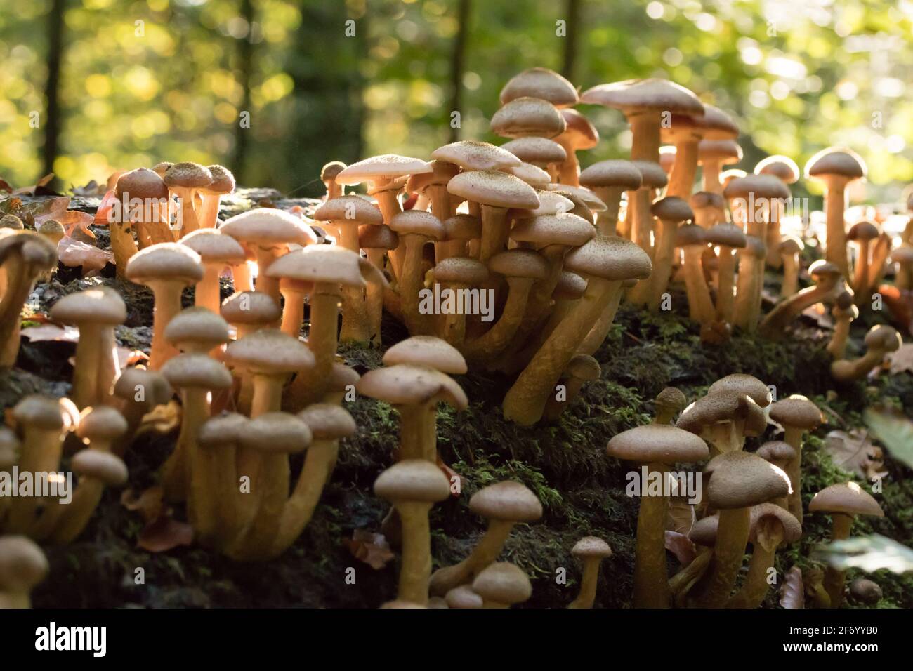 Fungus in woodland hi-res stock photography and images - Alamy