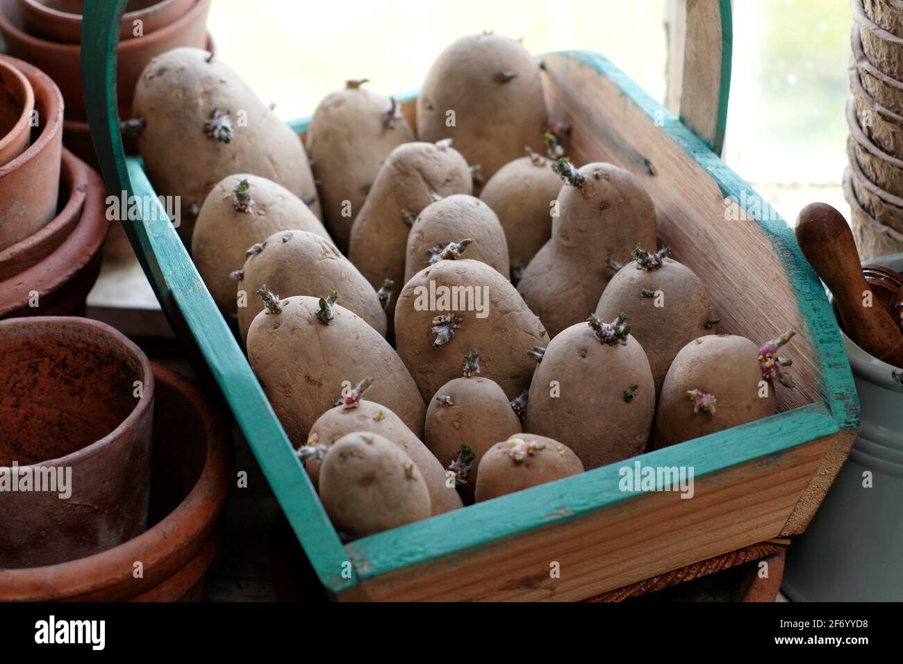 Seed potatoes chitting on a warm windowsill in spring. Solanum tuberosum 'Ratte' potatoesUK. Stock Photo