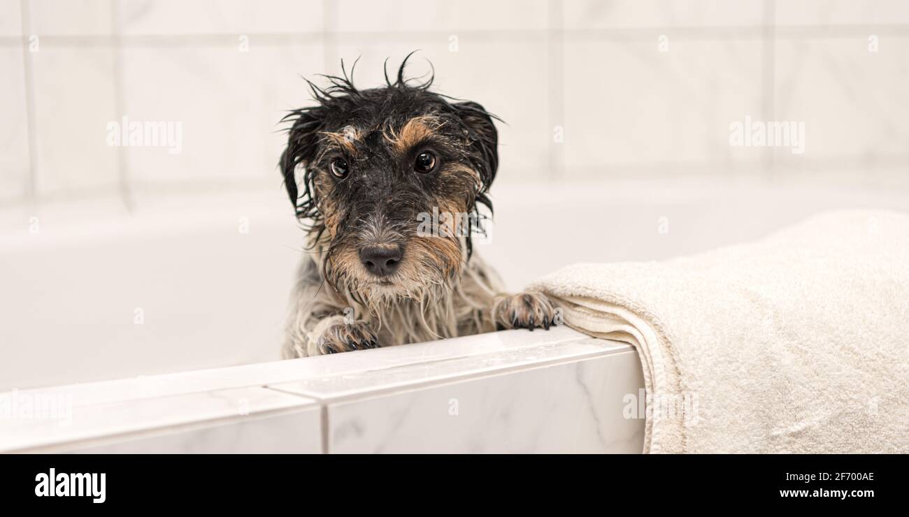 How To Bathe Jack Russell Terrier