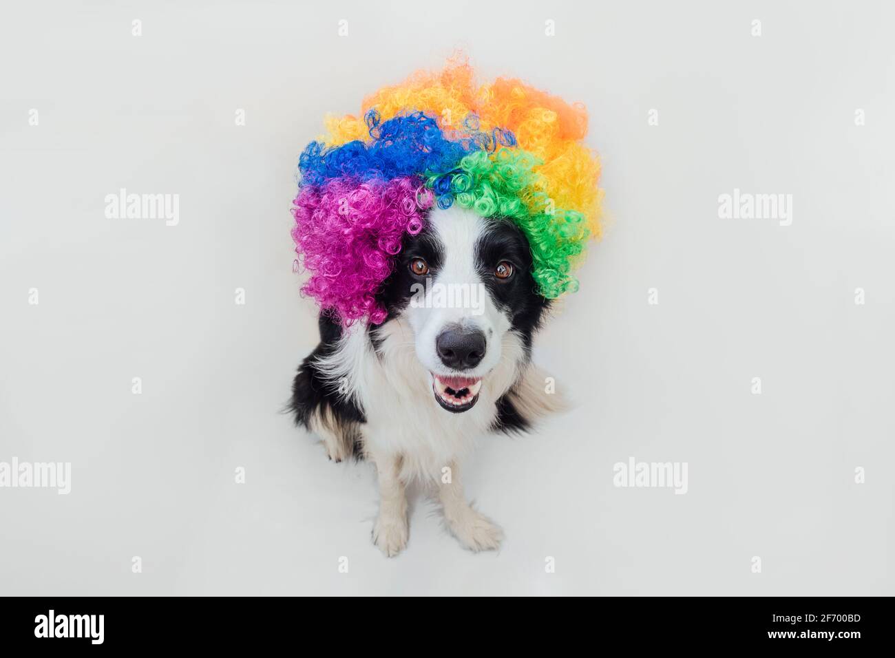 Cute puppy dog with funny face border collie wearing colorful curly clown  wig isolated on white background. Funny dog portrait in clown costume in  car Stock Photo - Alamy