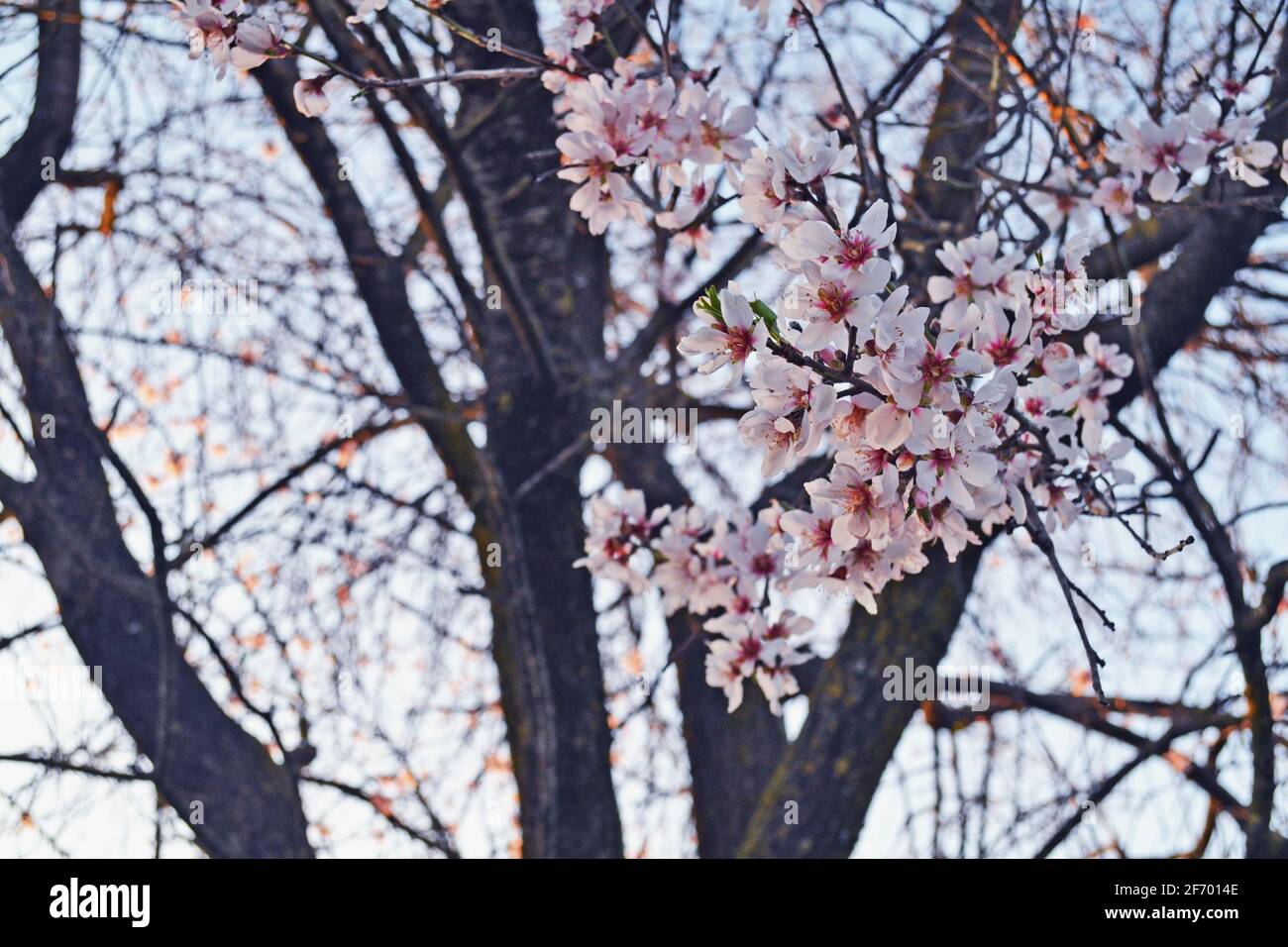 Almond flowers in bloom during spring. Stock Photo