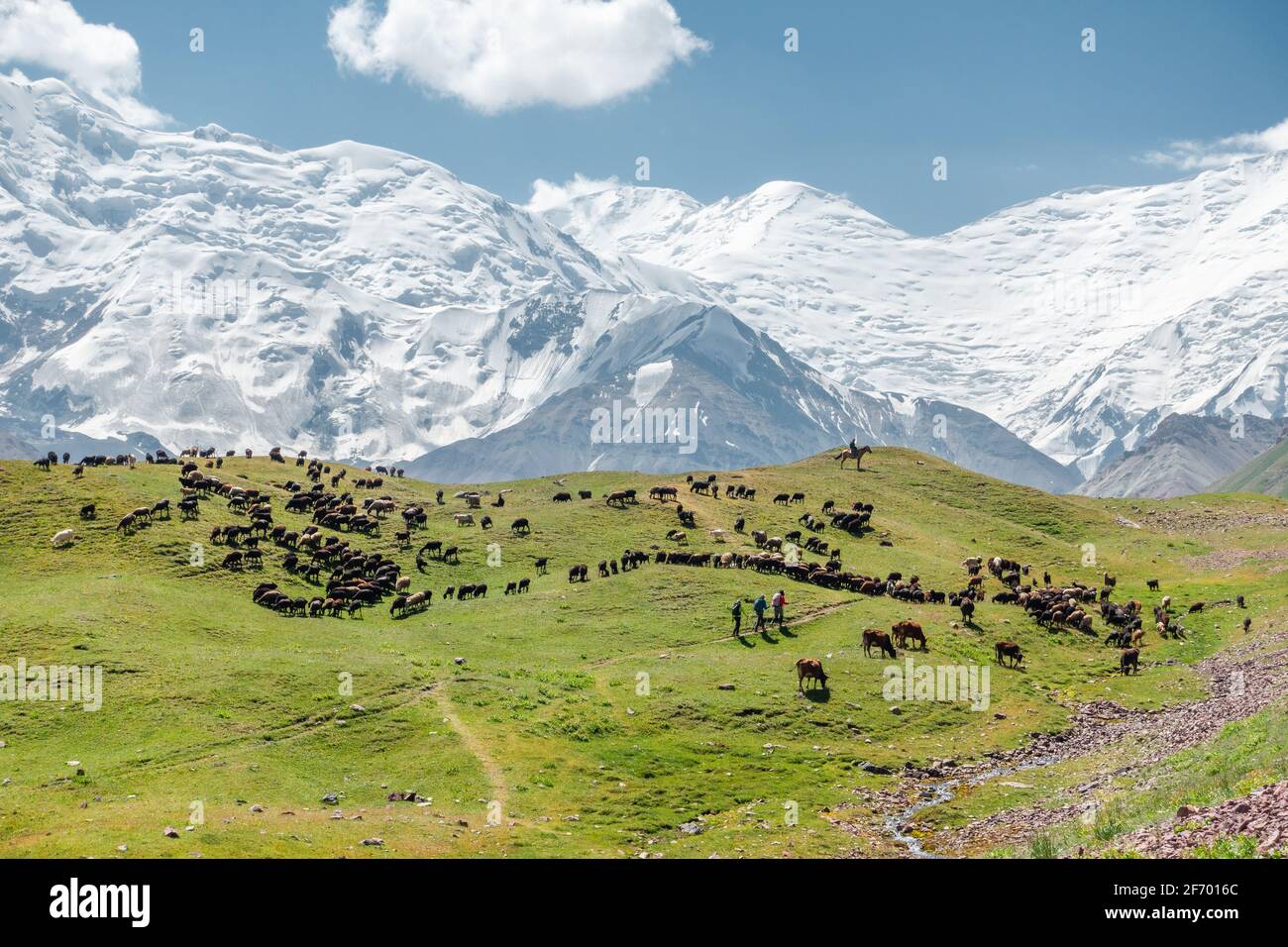 Horses and cows grazing in a pasture near Lenin Peak's base camp, Pamir snowcapped mountain ridge on the border of Kyrgyzstan and Tajikistan Stock Photo