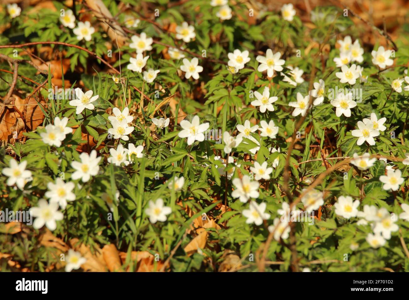 closeup of blooming timbleweed in woodland Stock Photo