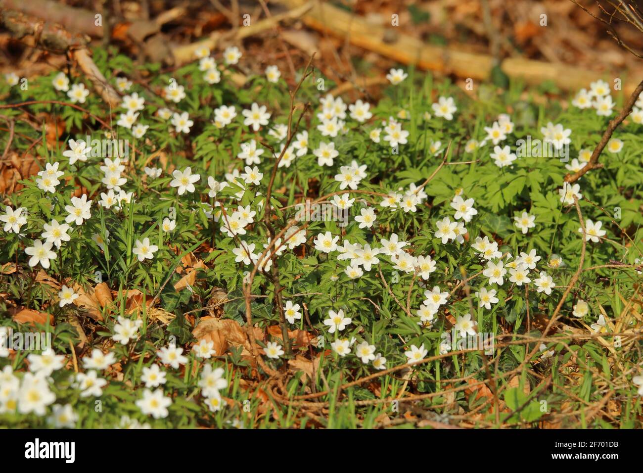 closeup of blooming timbleweed in woodland Stock Photo