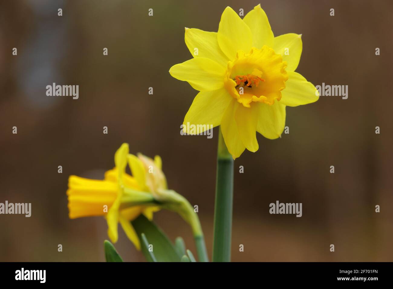 view of yellow blooming jonquil flowers Stock Photo