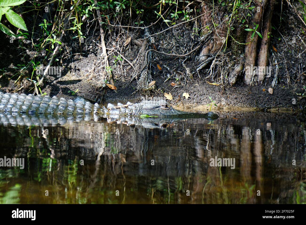 American alligator, water's edge, wildlife, dangerous animal, nature, reptile, reflections,Alligator mississippiensis, Florida, Hillsborough River Sta Stock Photo