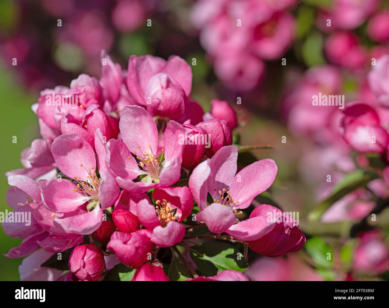 Close up flowering dwarf hi-res stock photography and images - Alamy