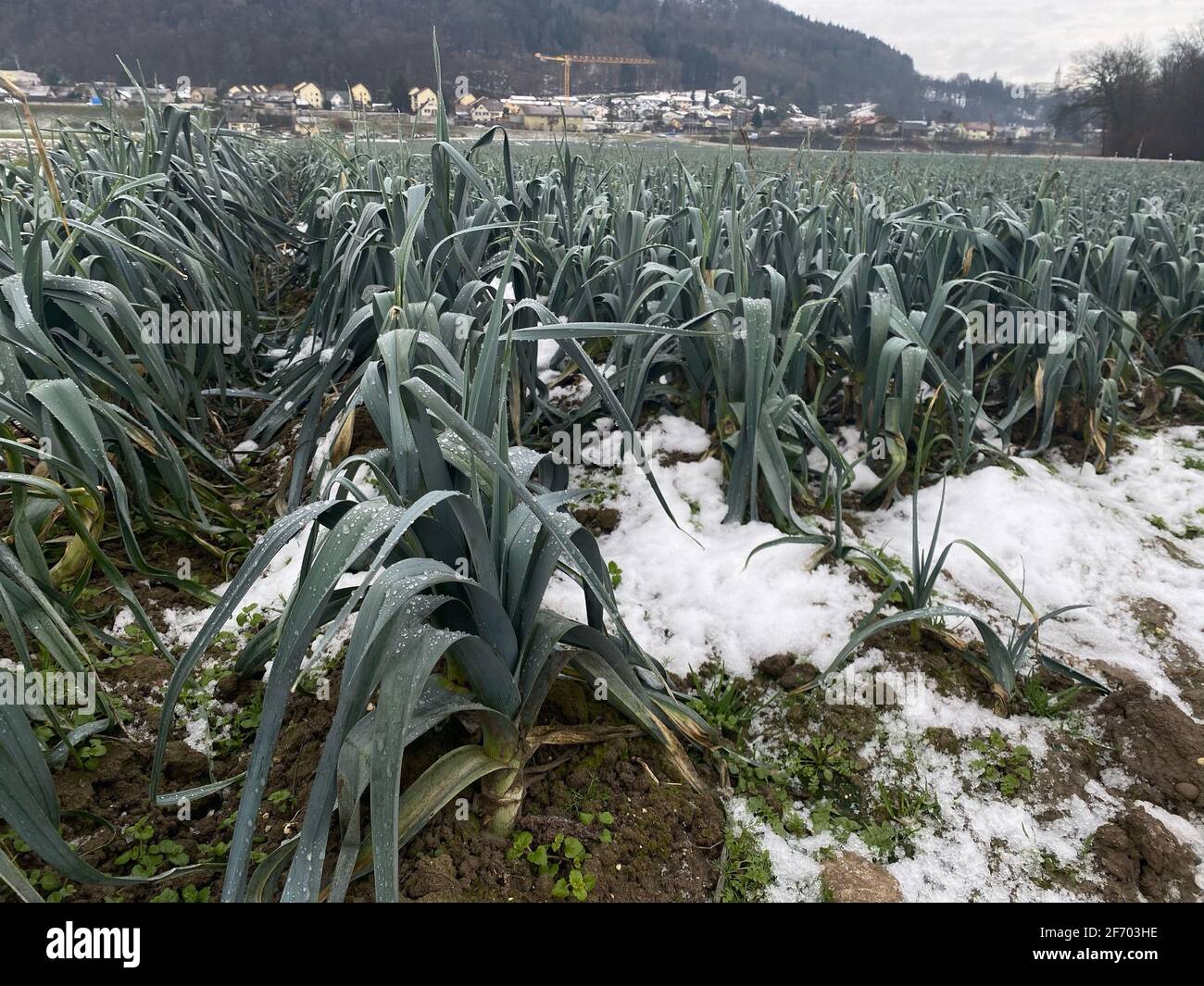 Fresh leek growing in soil and snow in winter. Seasonal vegetables in Switzerland Stock Photo