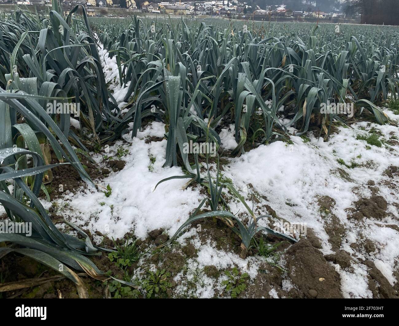 Fresh leek growing in soil and snow in winter. Seasonal vegetables in Switzerland. Stock Photo