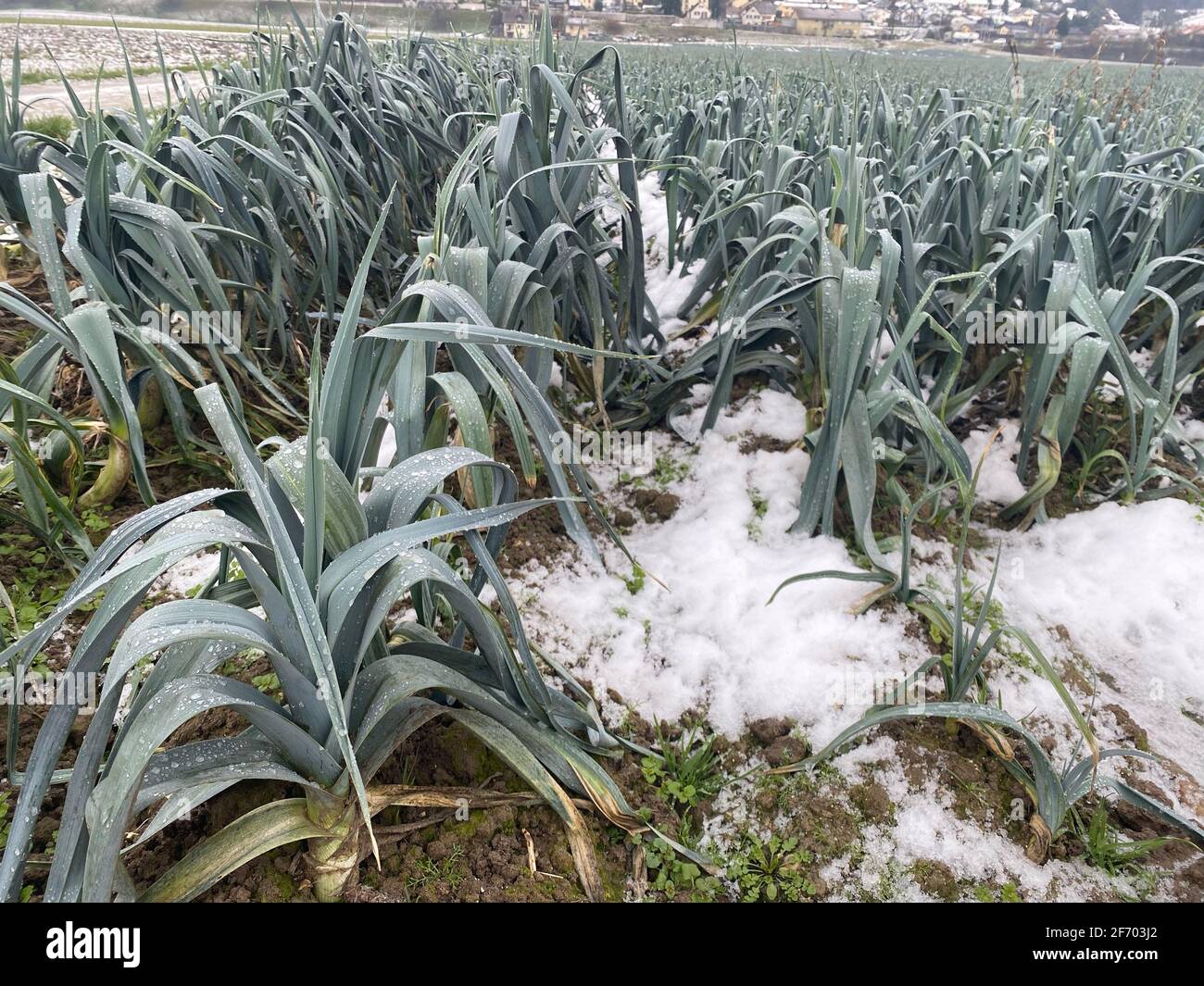 Fresh leek growing in soil and snow in winter. Seasonal vegetables in Switzerland. Stock Photo