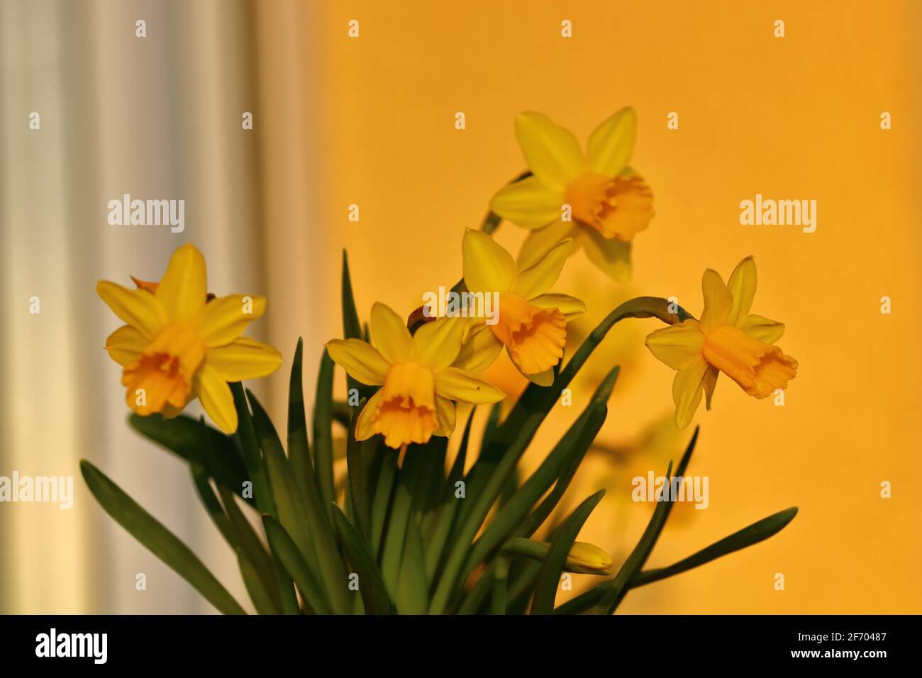 view of yellow blooming jonquil flowers Stock Photo