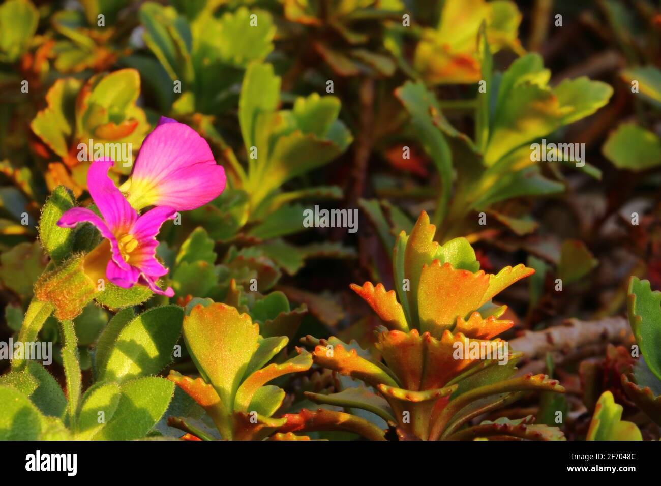 close up of a pink flowering plant in a garden Stock Photo