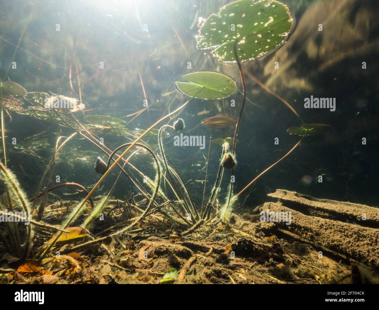 Long exposure underwater shot of white water lily and trails of moving insects Stock Photo
