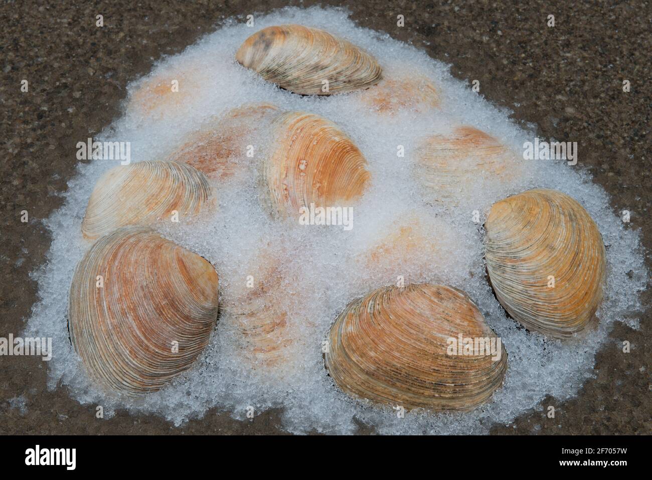 Discarded Clams Emerging From the Melting Snow. Stock Photo