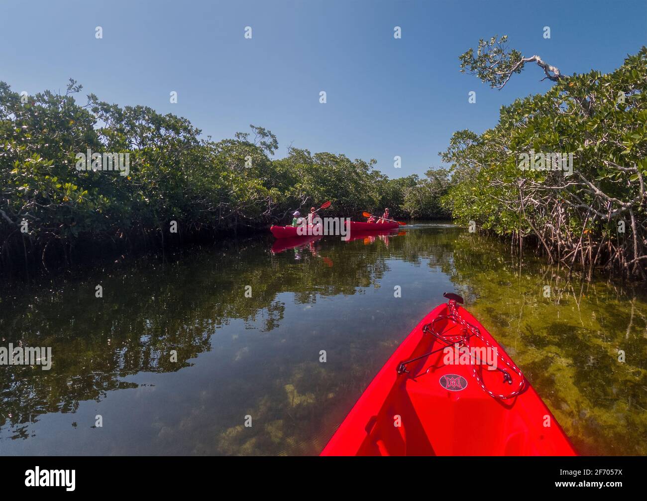 Kayak in the mangrove swamps off of Key Largo Florida, USA Stock Photo