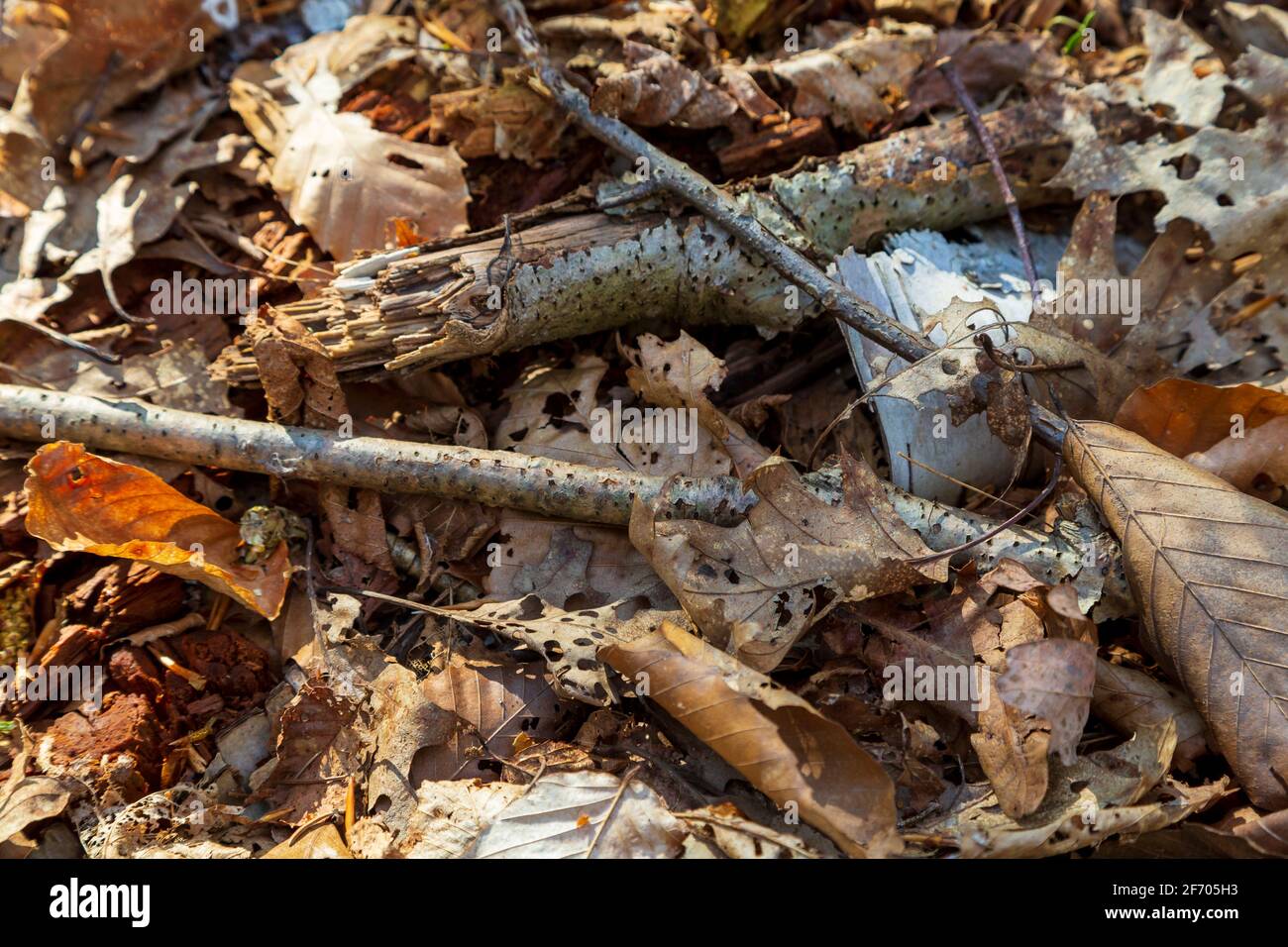 Fallen leaves and broken birch branches on the forest ground in Autumn Stock Photo