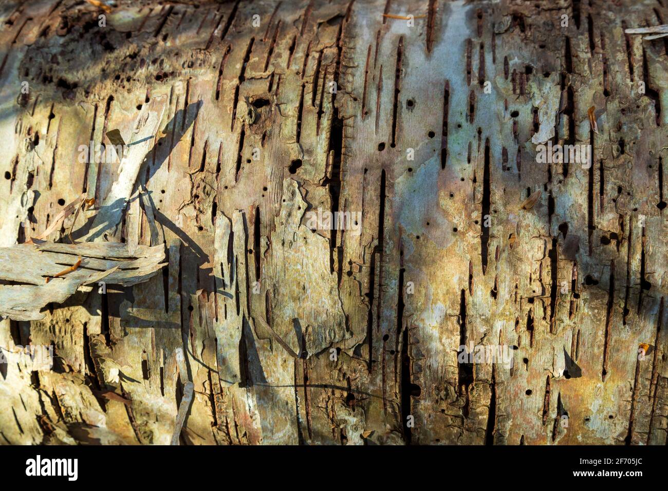 Tree Cracking Pattern background texture of the cracks, patterns and holes on a piece of old ...