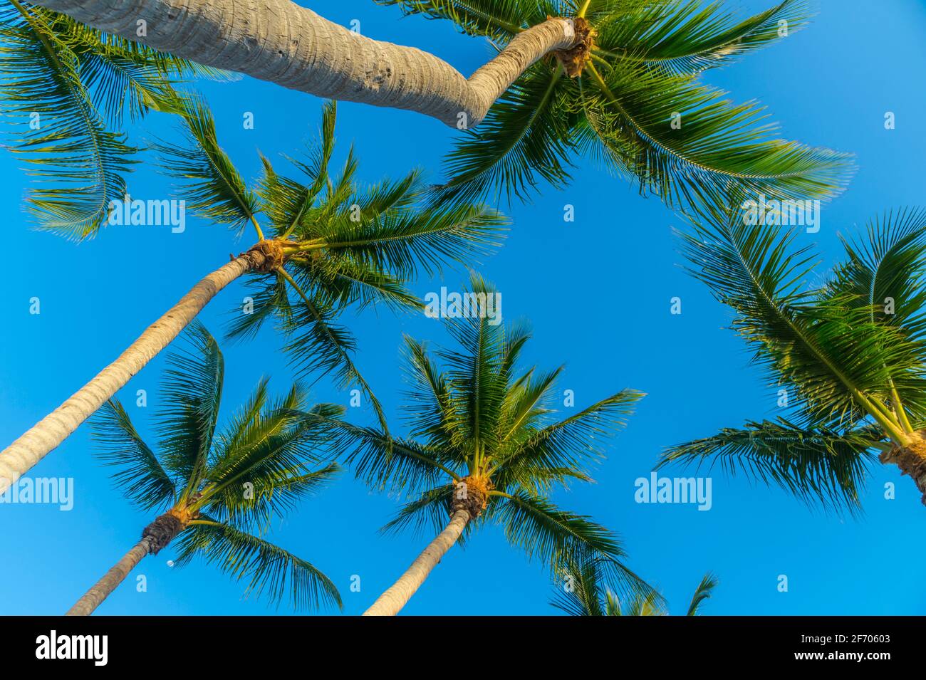 Looking up at multiple palm trees, Key Largo Florida USA Stock Photo