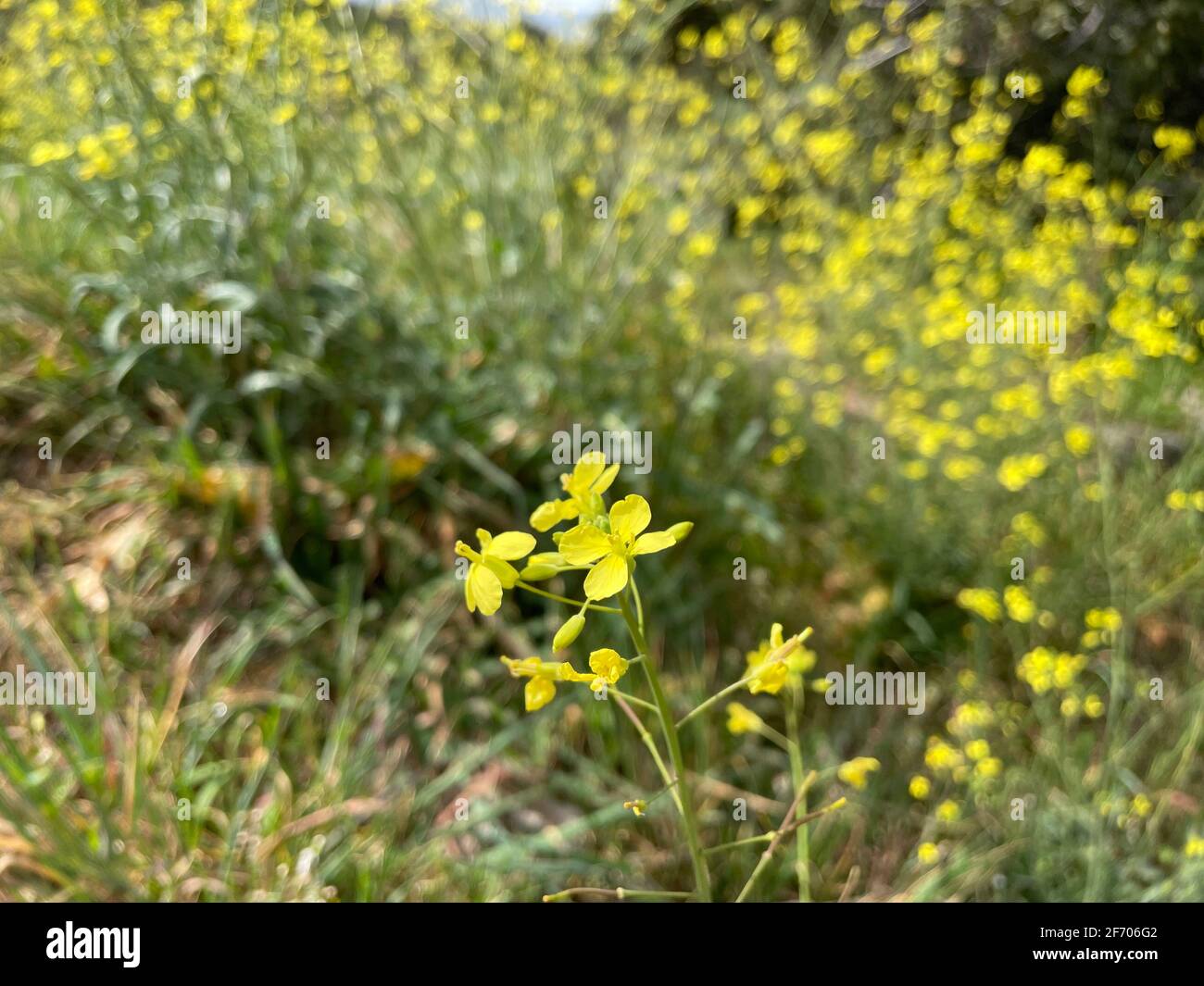 Blooming of the plants Stock Photo - Alamy