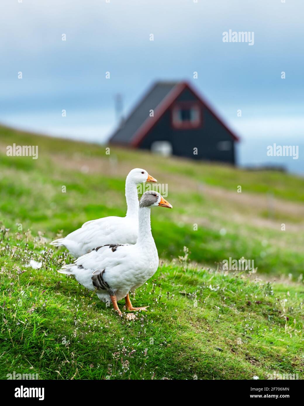 White domestic geese on green grass pasture near tradicional faroese black house. Faroe islands, Denmark Stock Photo