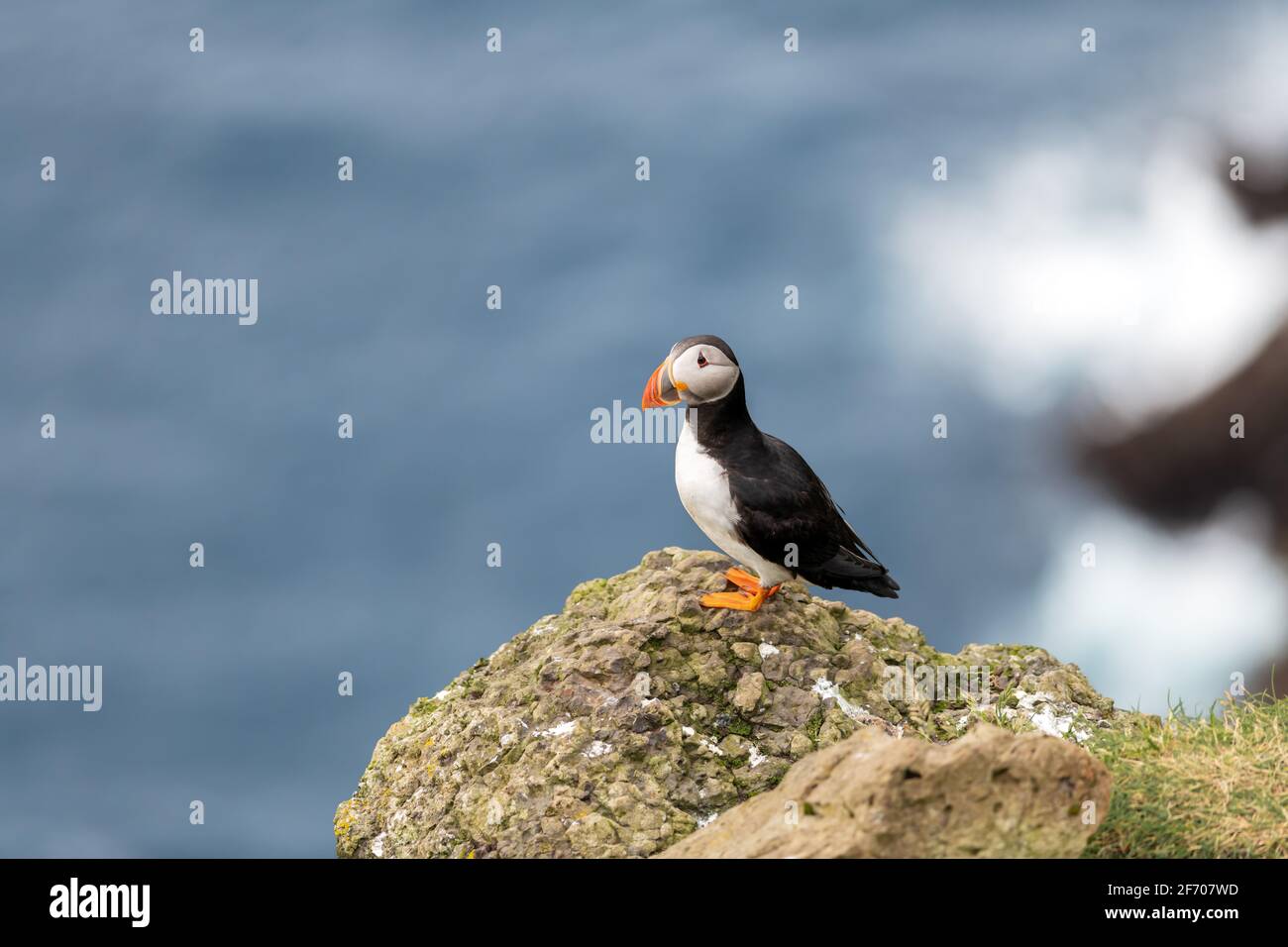 Famous Faroese Bird Puffin On The Edge Of Coast Of Faroe Island 