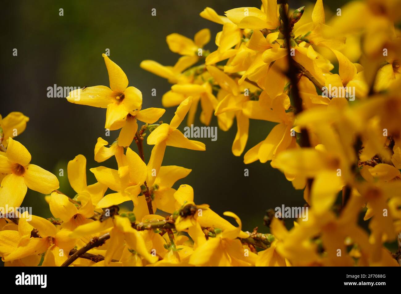 Close up photo of yellow blooming forsythia flowers on the bush on a dark green background during spring season Stock Photo