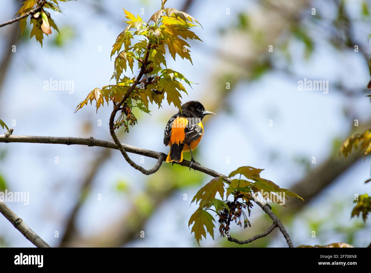 Male Baltimore Oriole perching on a tree branch in spring - clear blue sky on a sunny day Stock Photo