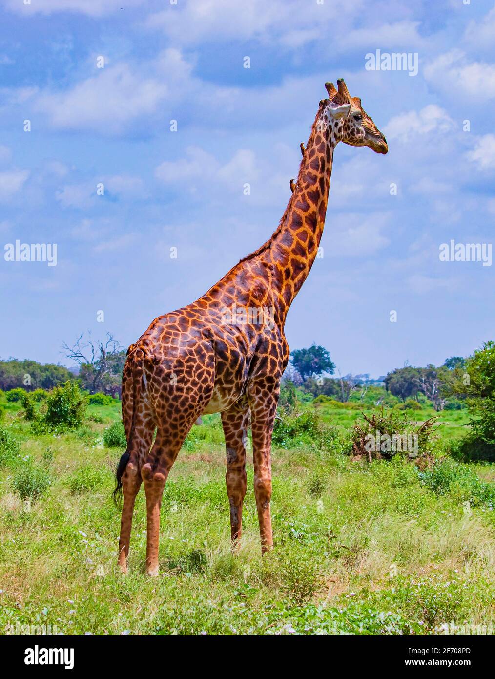 Giraffe standing in tall grass in Tsavo East National Park, Kenya. Birds sitting on the neck of a giraffe. It is a wild life photo. It's a beautiful d Stock Photo