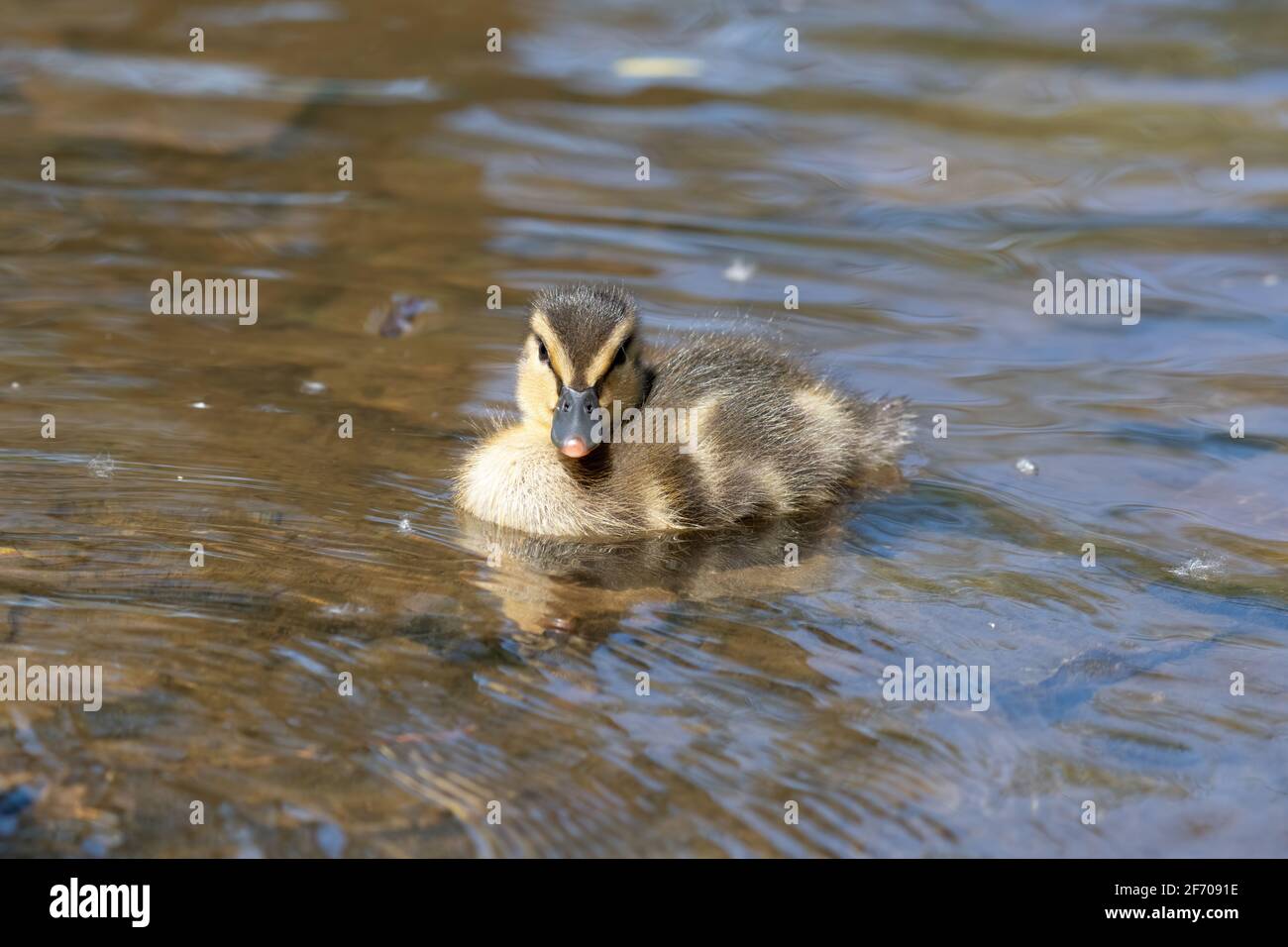 Mallard duckling swimming in a river on a sunny day Stock Photo
