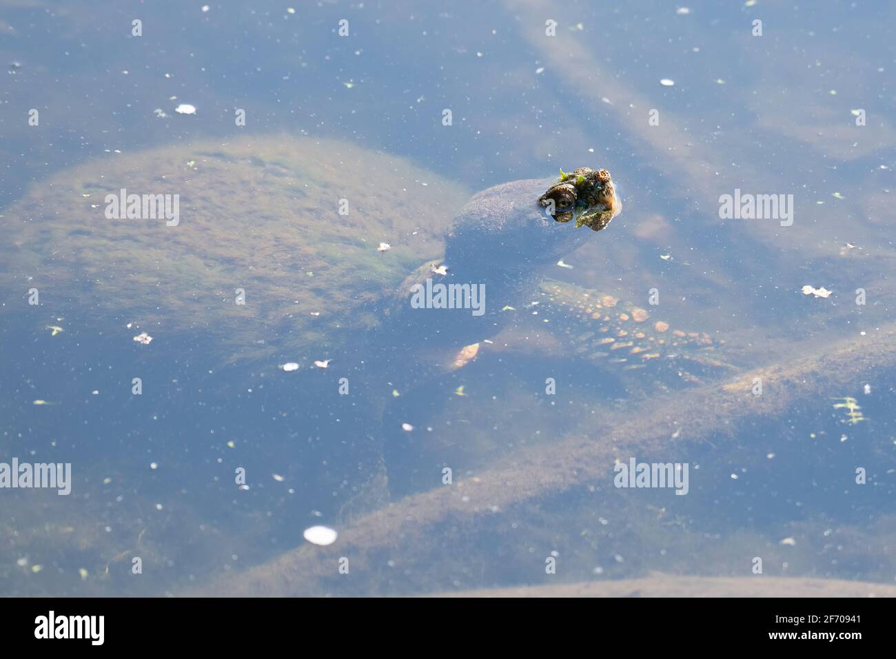 Snapping turtle (chelydra serpentina) underwater with part of its face above the water surface Stock Photo