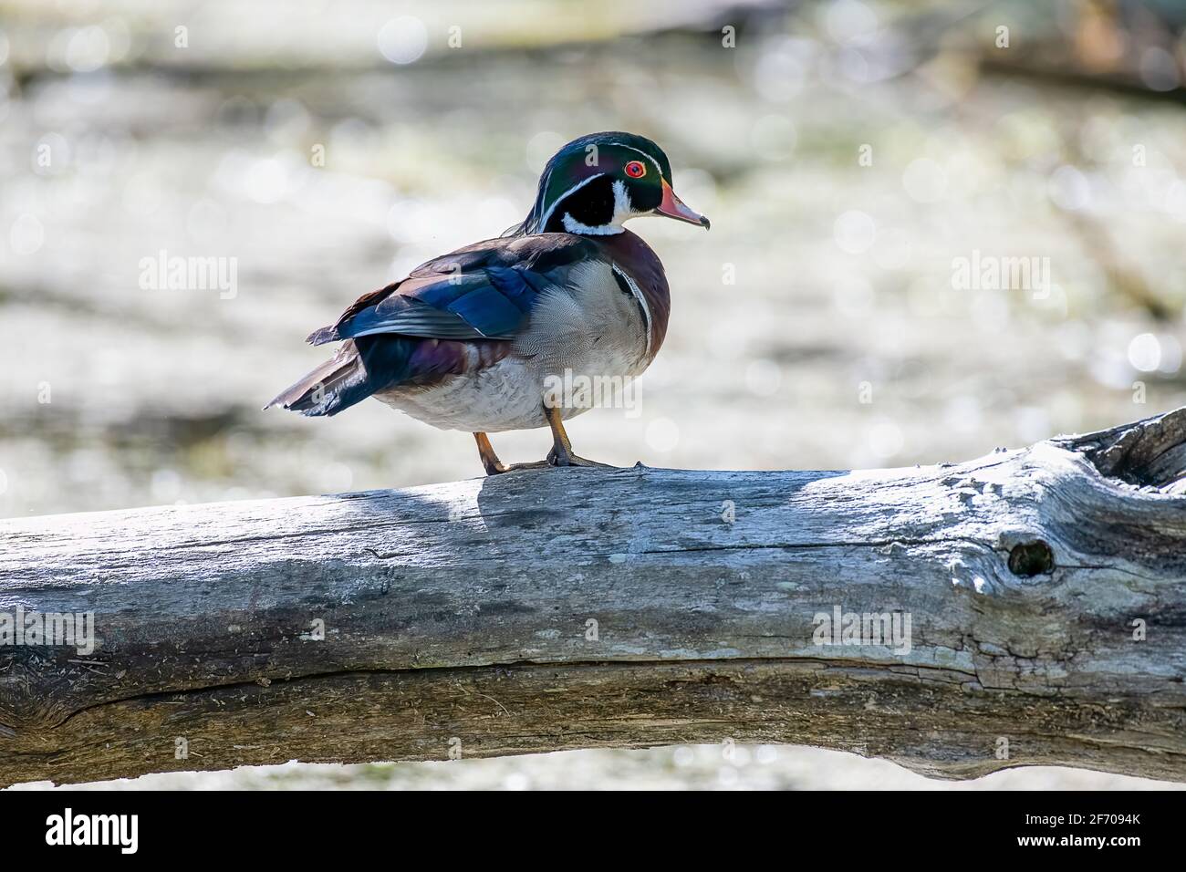 Wood duck drake standing on a log, looking around - blurred nature background Stock Photo