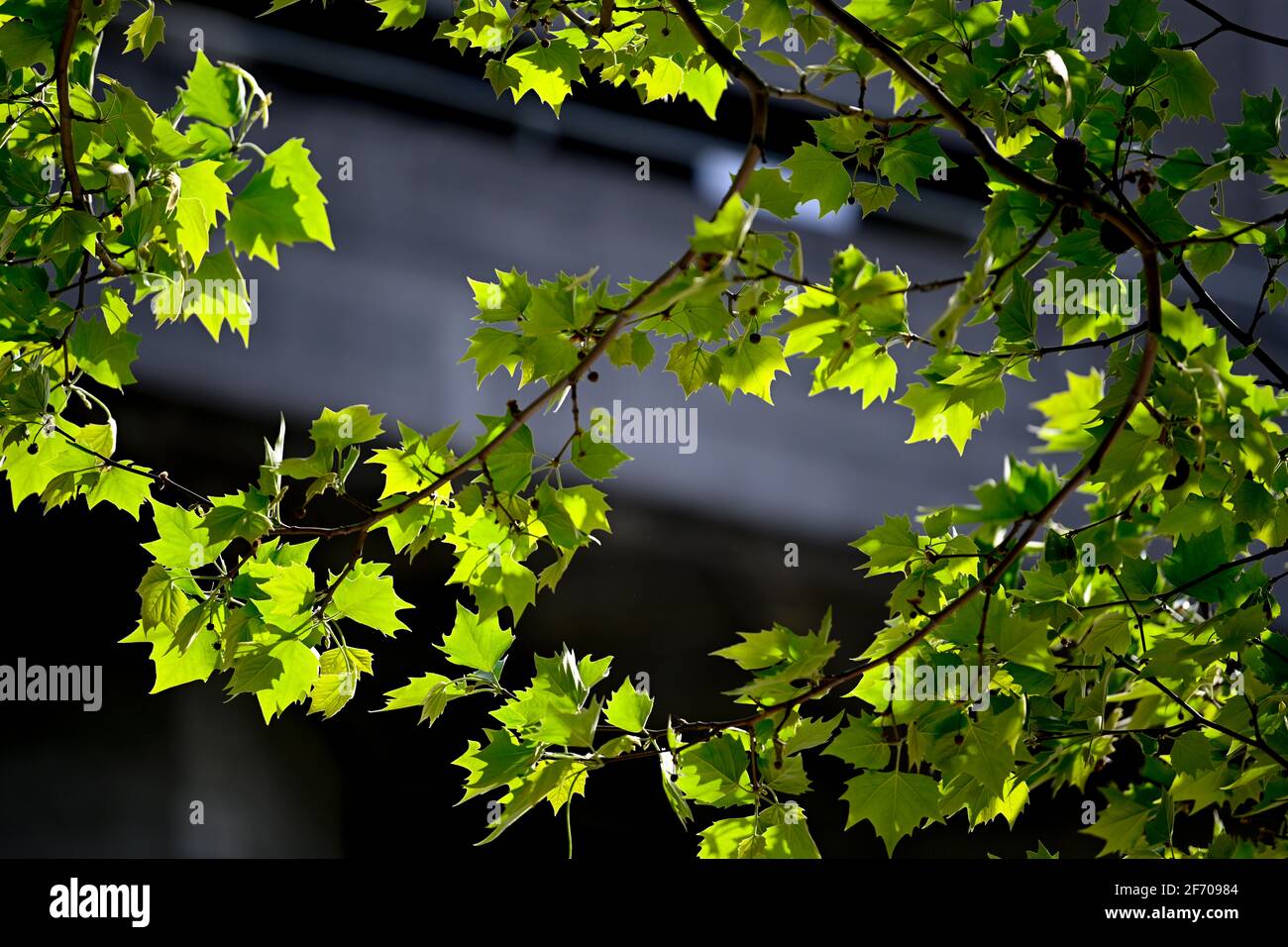 Flowers, plants and trees UK Stock Photo Alamy