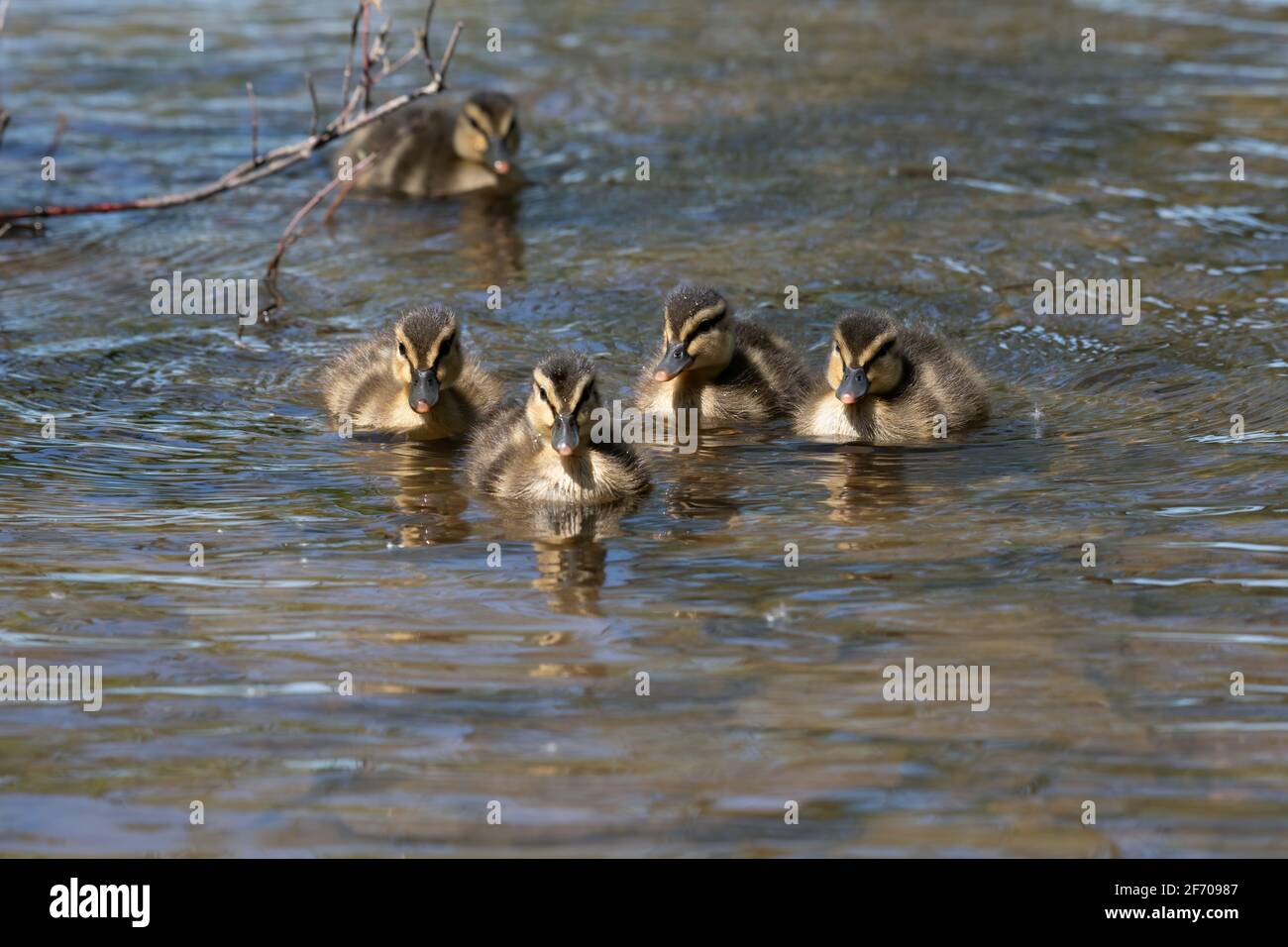 Adorable mallard ducklings swimming Stock Photo