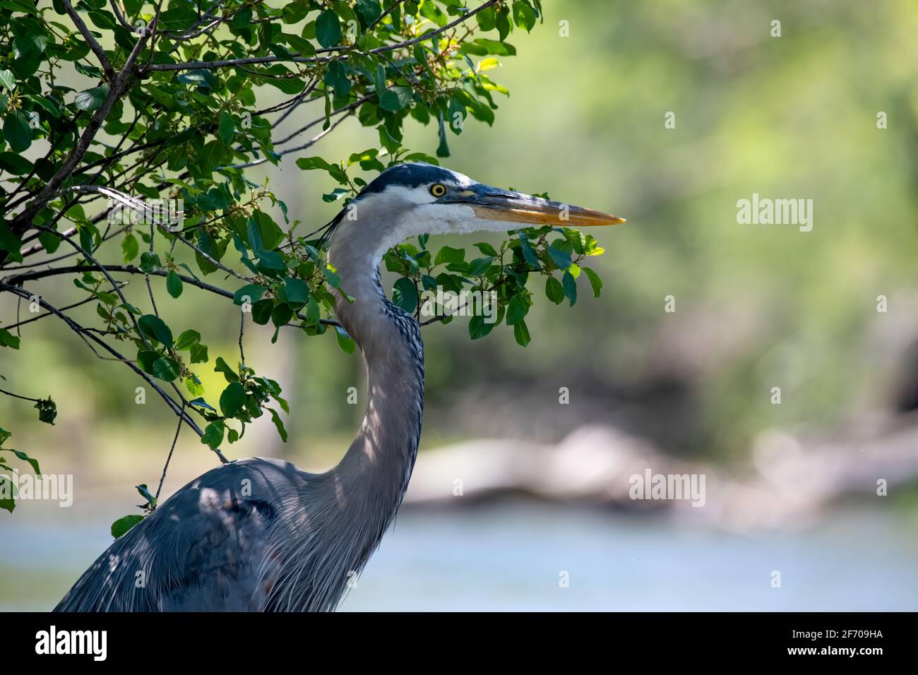 Great Blue Heron - Close-up of a great blue heron's neck and head while it stands by the river where it was fishing Stock Photo
