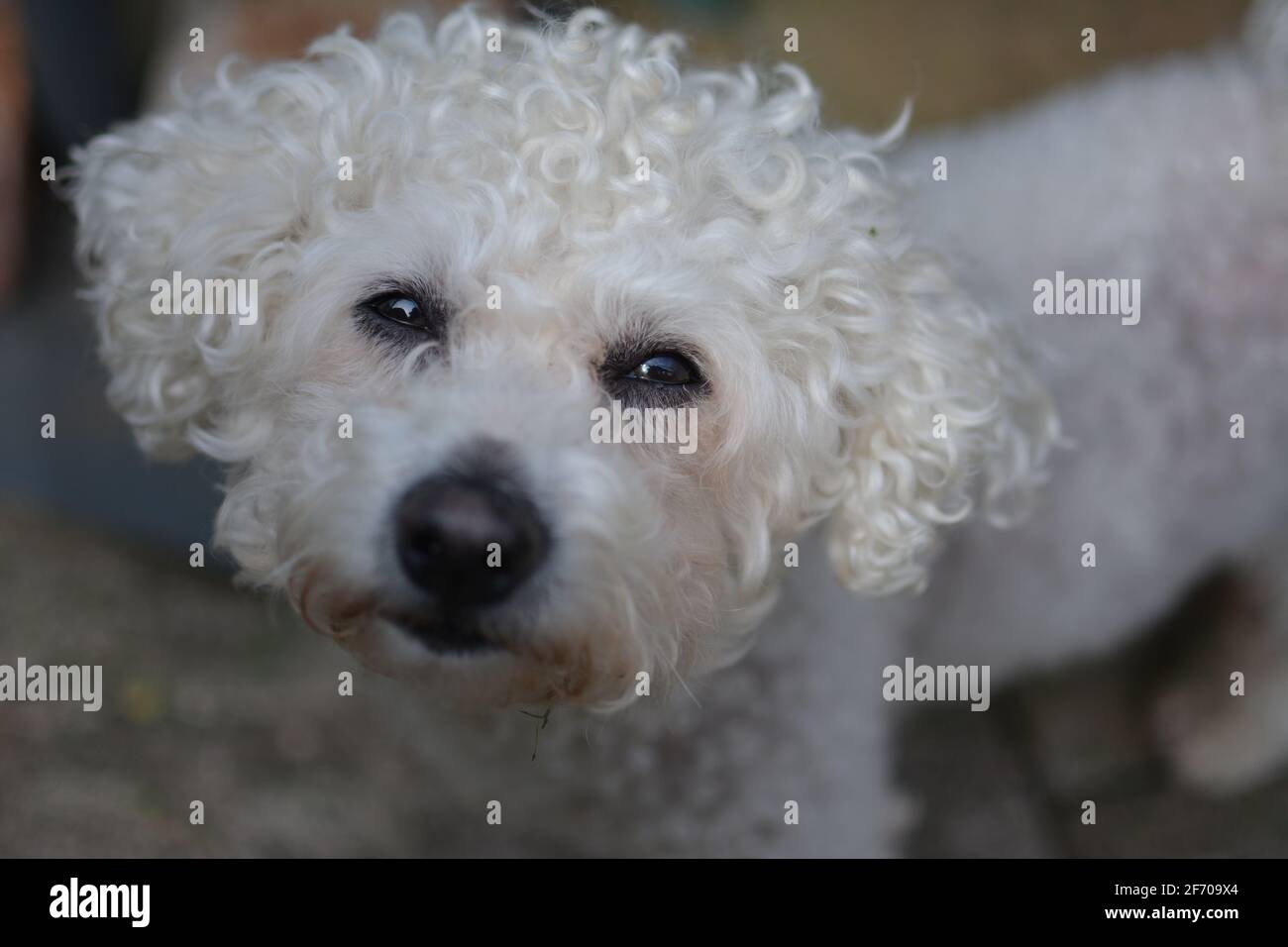 Cleaning bichon frise best sale eyes
