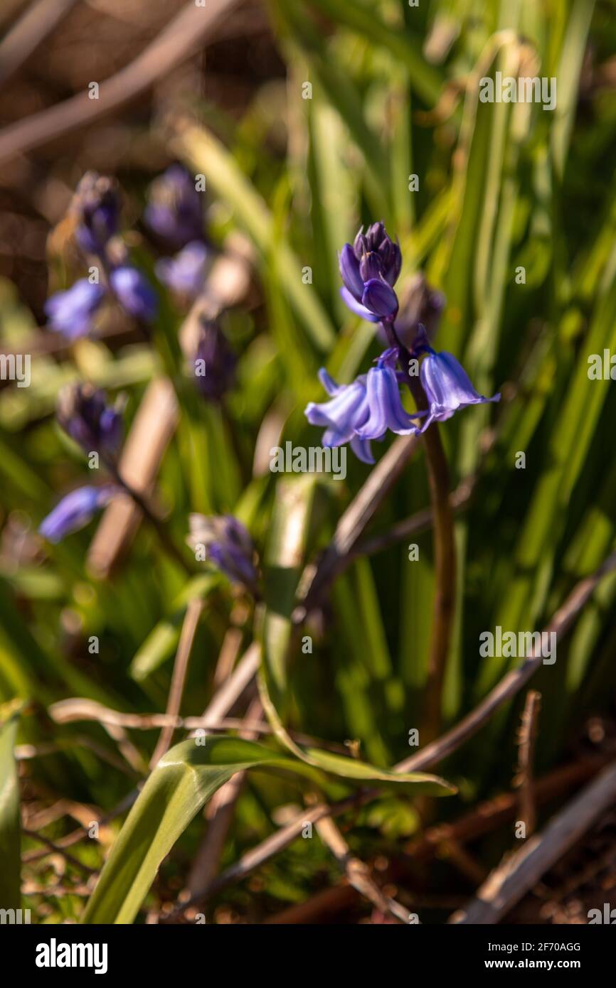 Bluebell flowers, Hyacinthoides non-scripta, in early spring Stock Photo