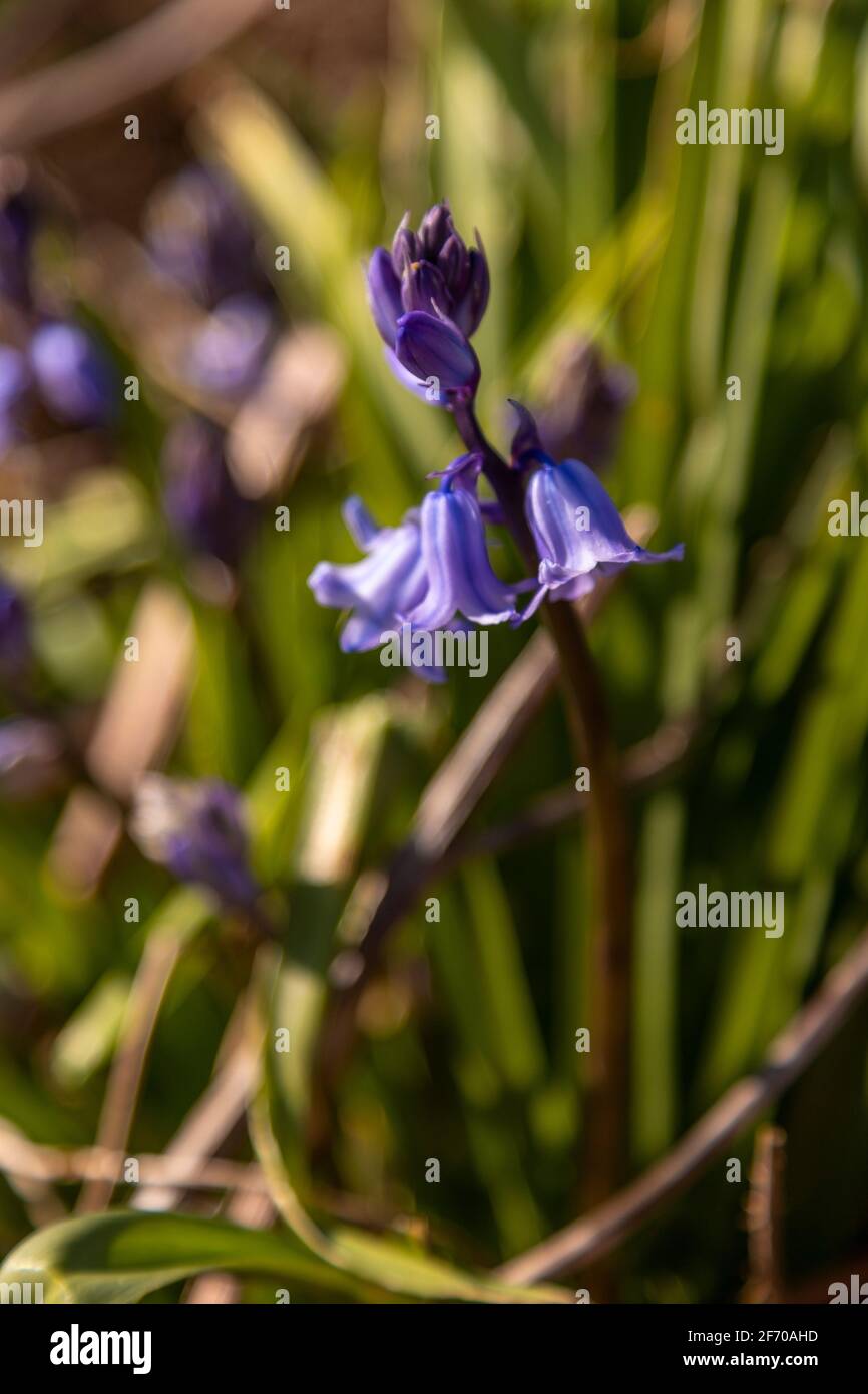 Bluebell flowers, Hyacinthoides non-scripta, in early spring Stock Photo