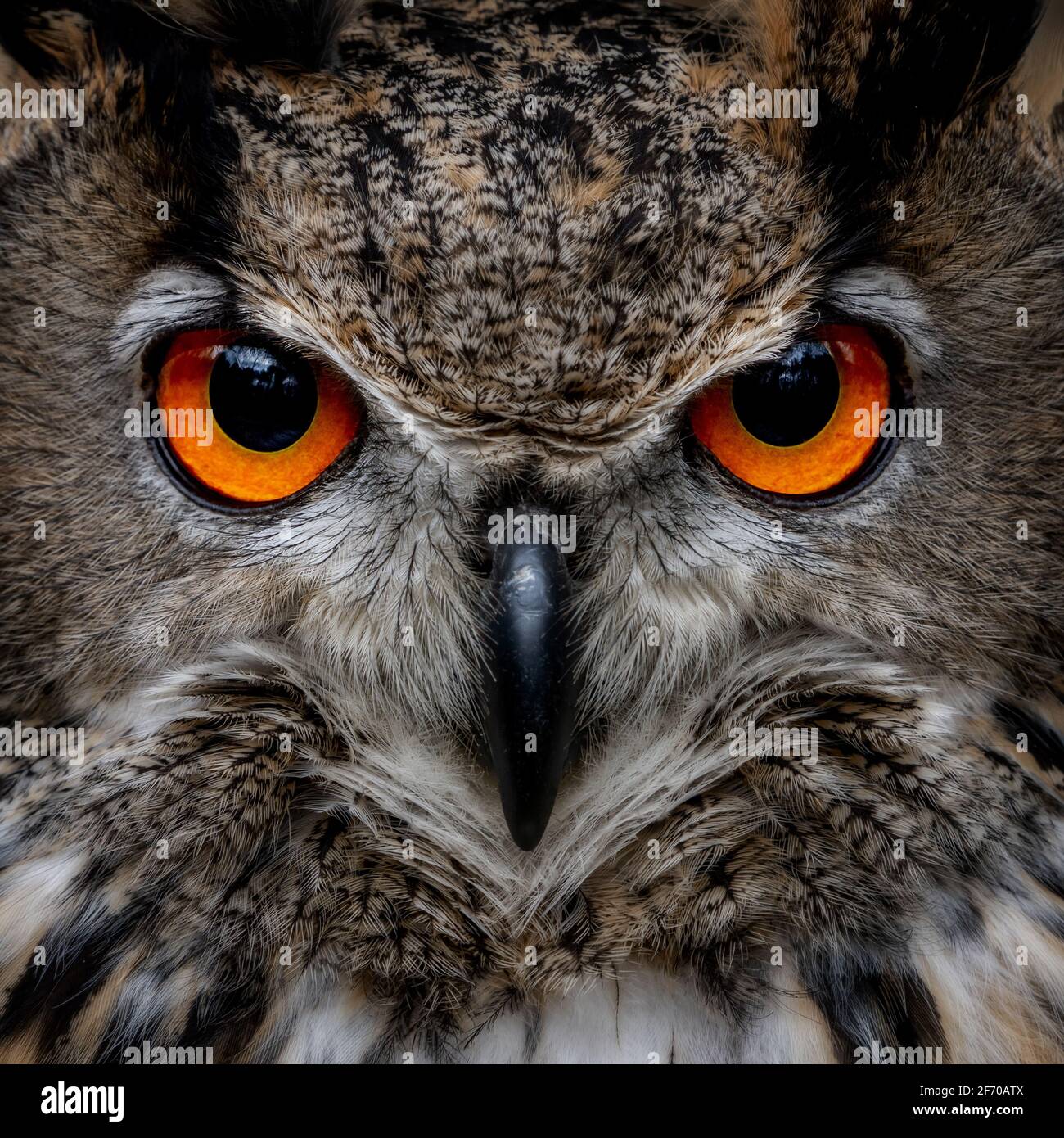 European Eagle owl (Bubo bubo) stares at the camera with bright orange eyes.  and puffed up brown feathers. Eurasian bird of prey Stock Photo