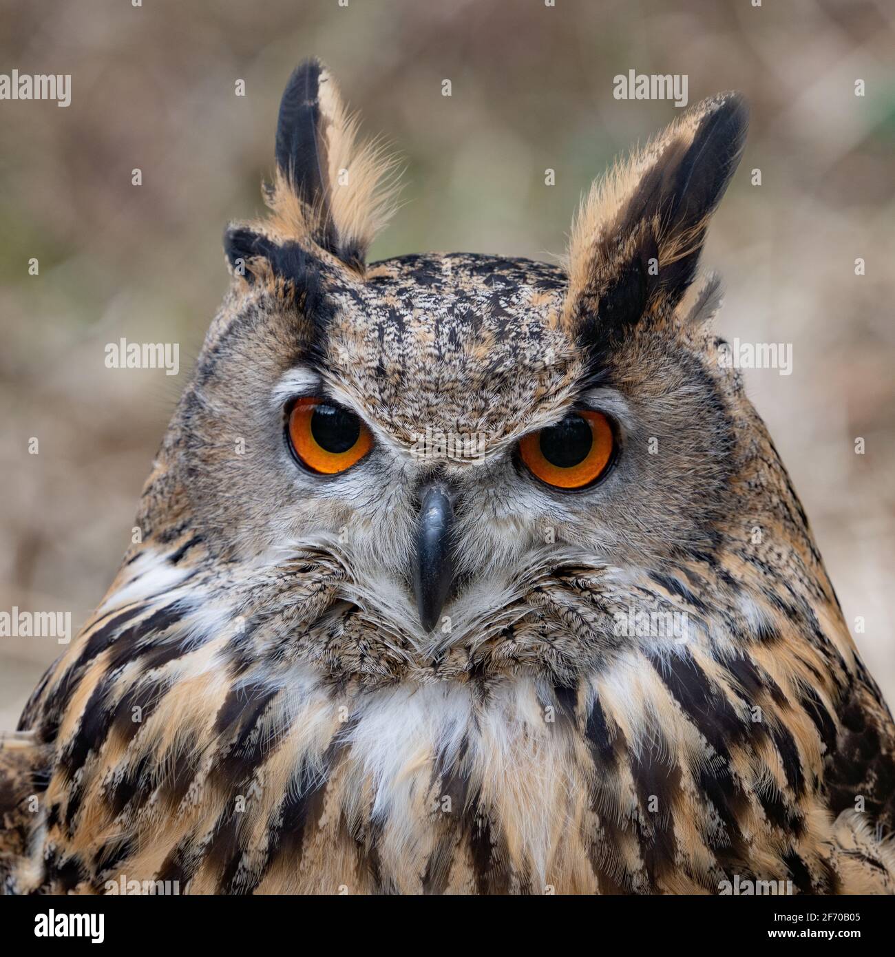 European Eagle owl (Bubo bubo) stares at the camera with bright orange eyes.  and puffed up brown feathers. Eurasian bird of prey Stock Photo