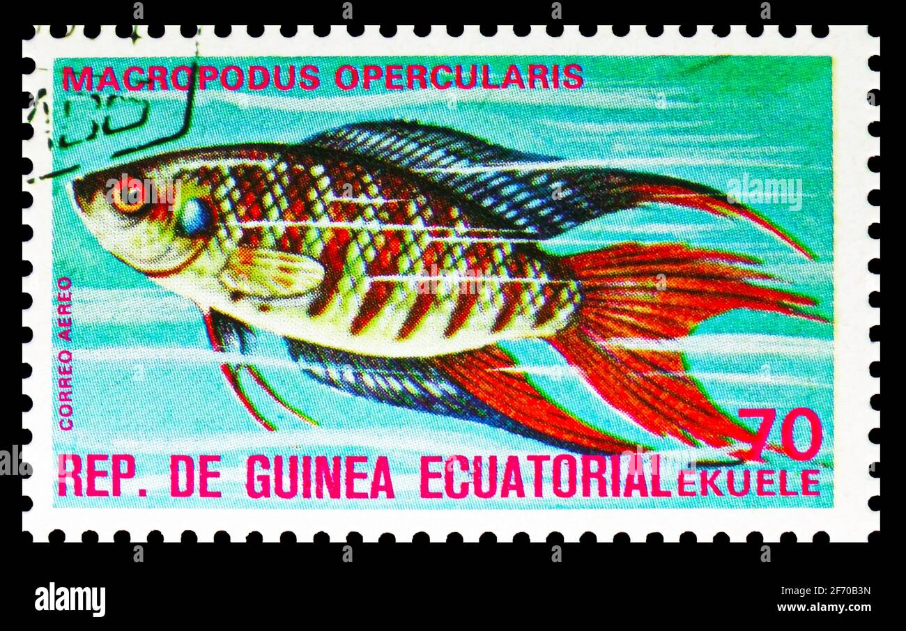 MOSCOW, RUSSIA - DECEMBER 19, 2020: Postage stamp printed in Equatorial Guinea shows Paradise Fish (Macropodus opercularis), Fishes (I) exotic serie, Stock Photo