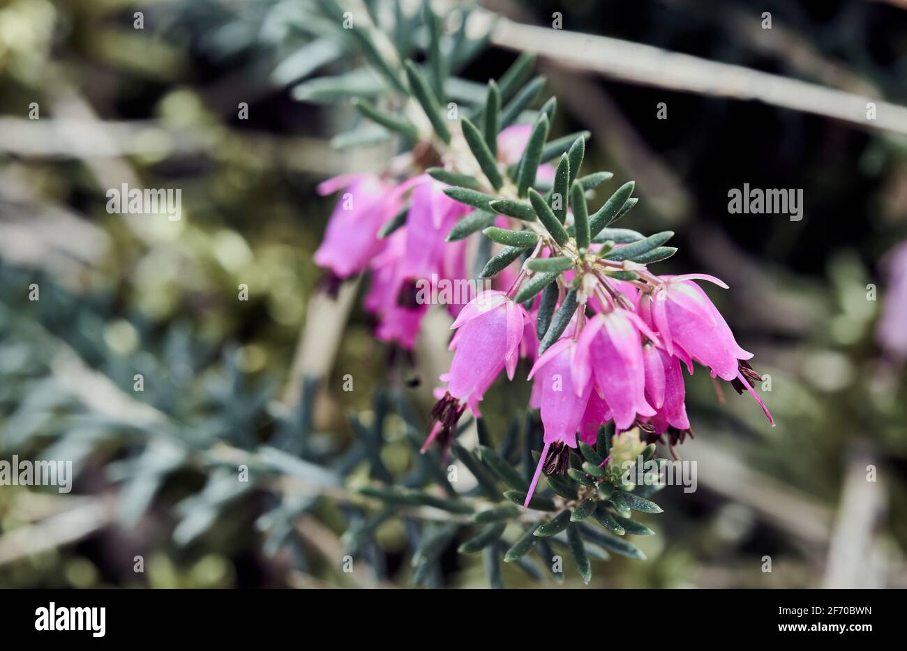 Close-up of the tiny flowers of heather, scientific name Calluna vulgaris Stock Photo